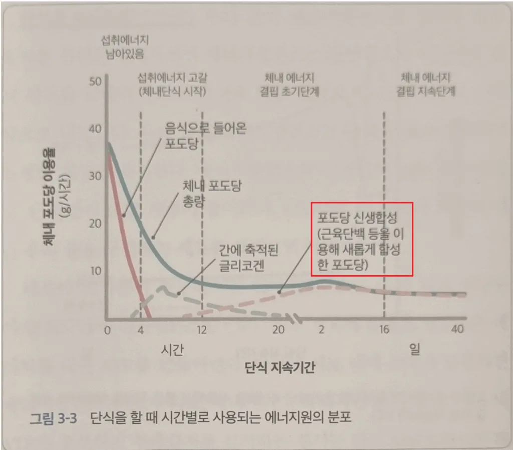 호름메시스와 간헐적단식 그림3-3 단식을 할 때 시간별로 사용되는 에너지원의 분포