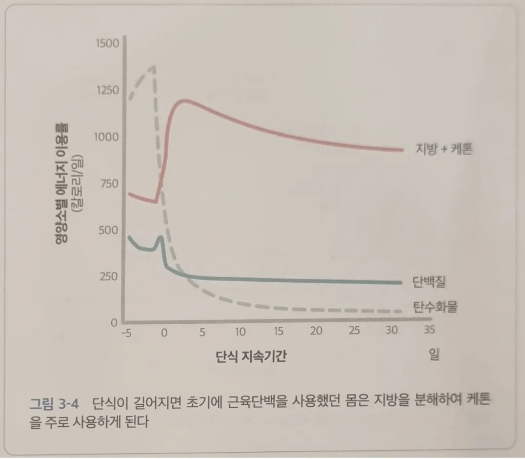 호르메시스와 간헐적 단식 그림3-4 단식 지속기간에 따른 영양소별 에너지 이용률